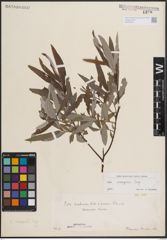 Foto von Salix eleagnos Scop.